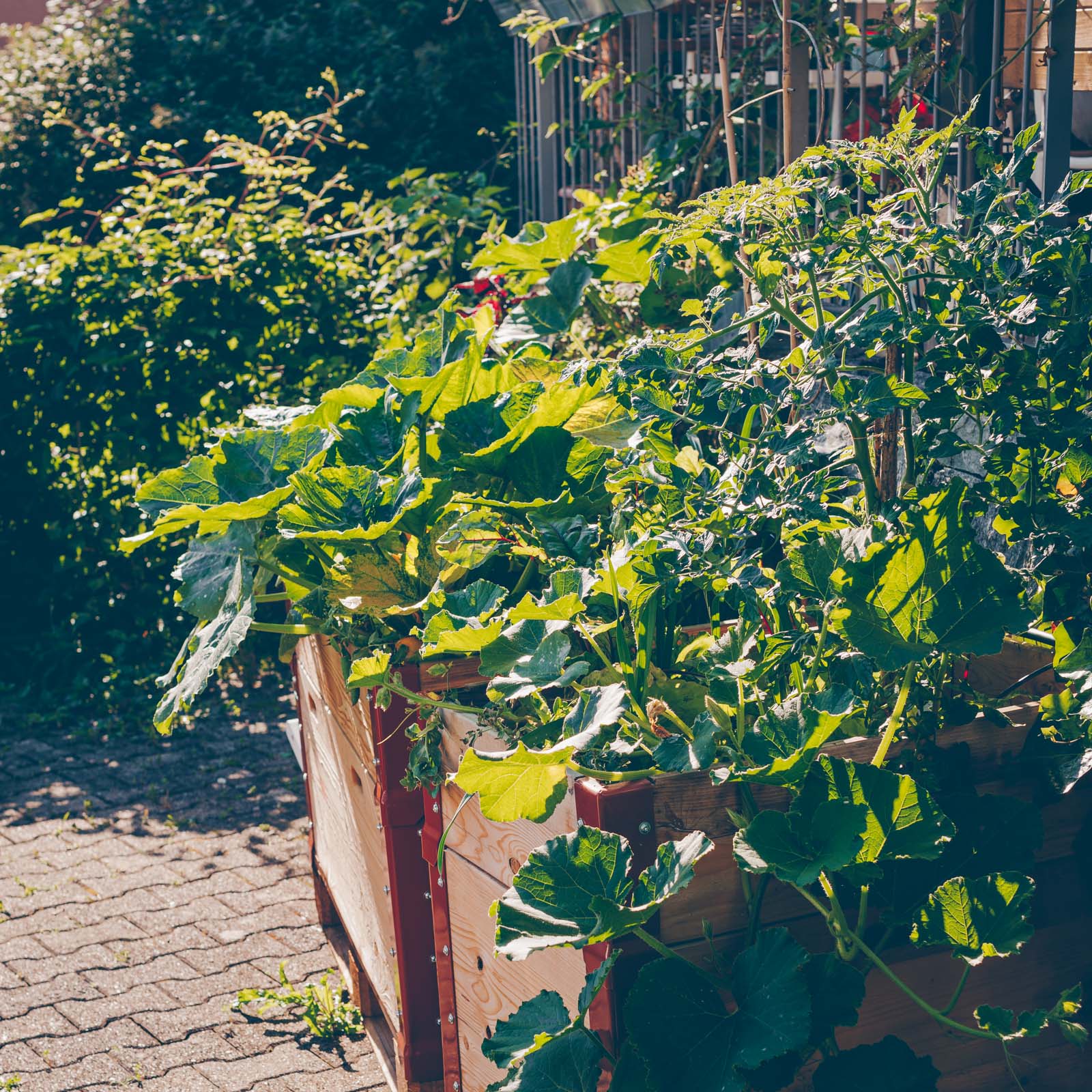 2 Zucchini-Rezepte und ein Update aus dem Garten