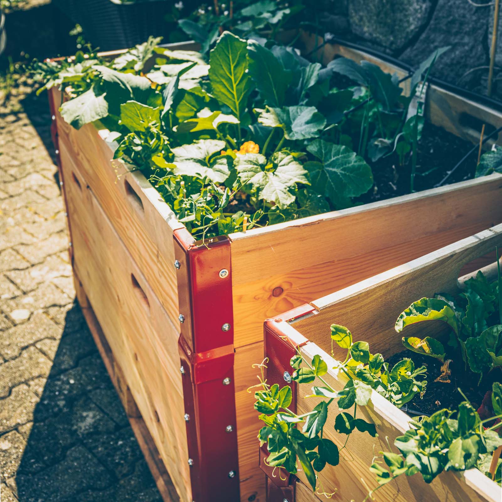 2 Zucchini-Rezepte und ein Update aus dem Garten