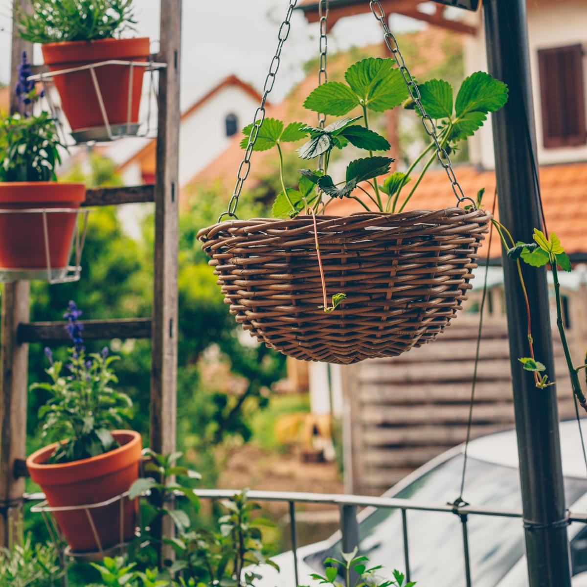City Farming - mein grüner Balkon