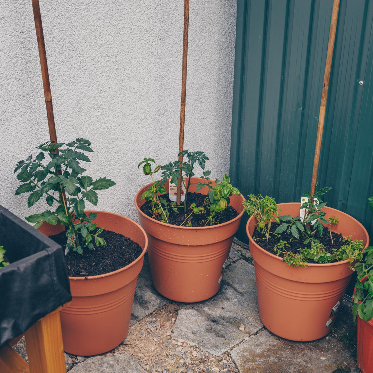 Urbanes Gärtnern - Tomaten