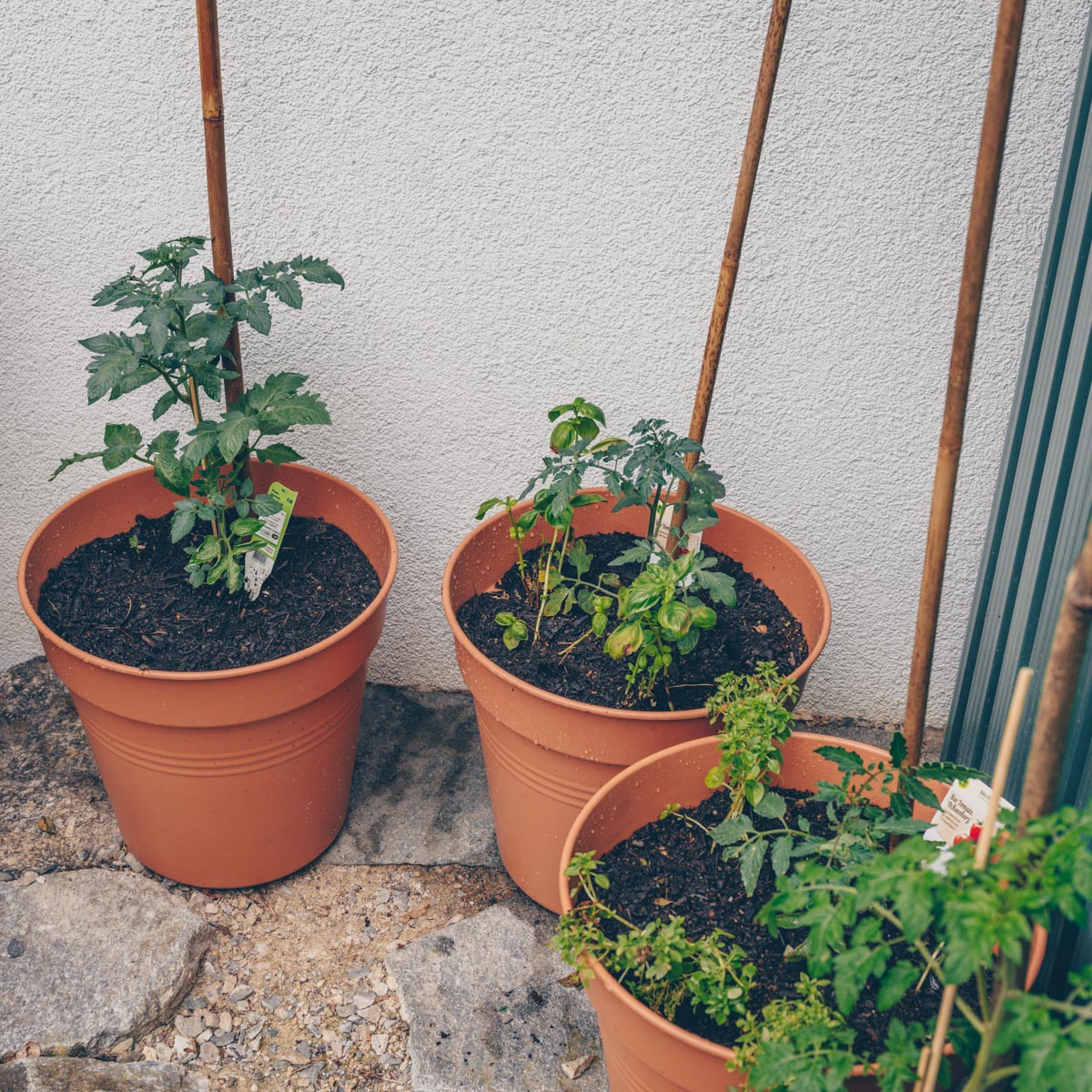 Urbanes Gärtnern - Tomaten