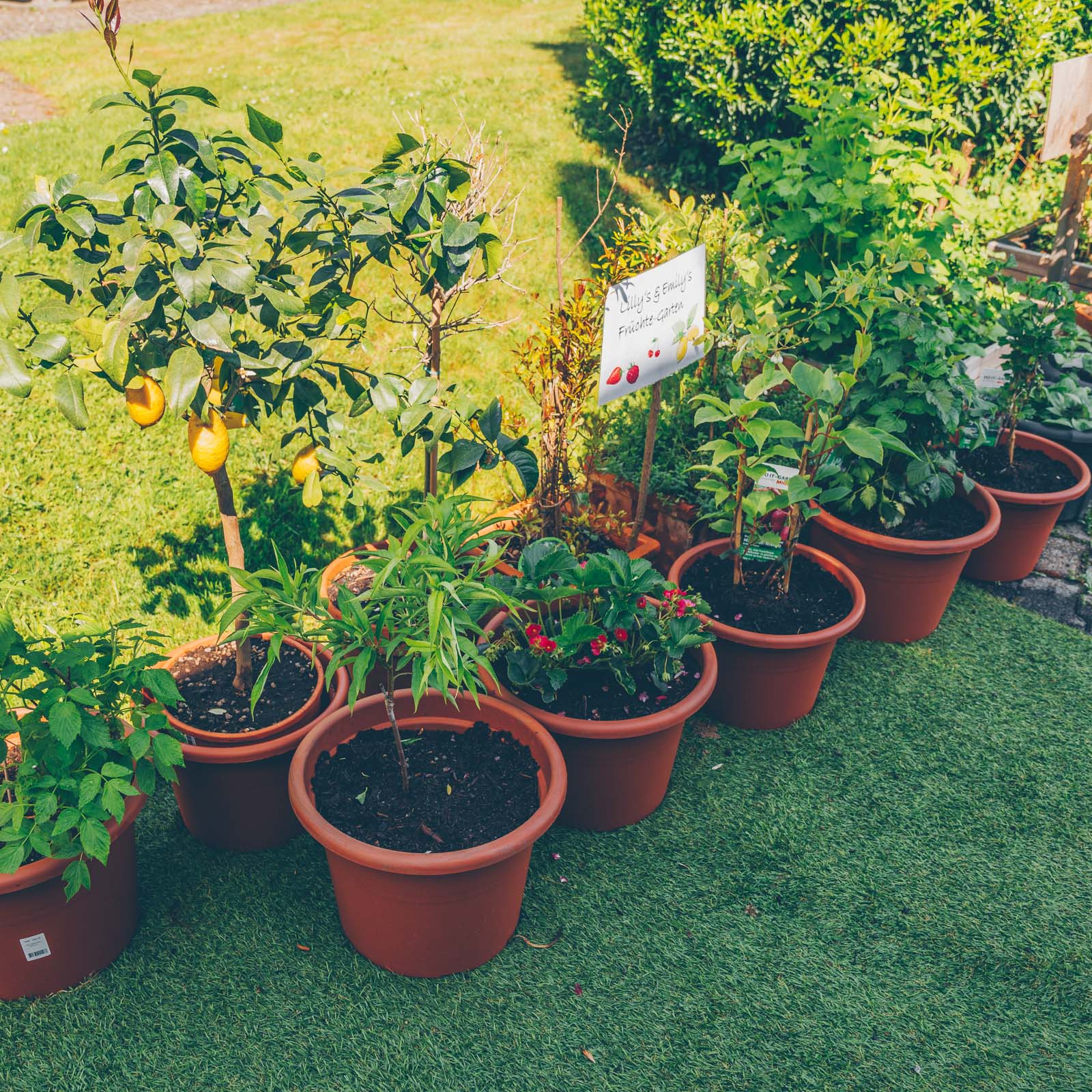 Gärtnern mit Kindern - Urban Gardening